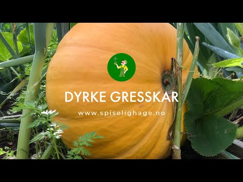 Video: Å dyrke gule grønnsaker: Lær om gule grønnsaker