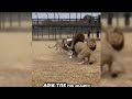 Animales atacan a un Hombre #animals