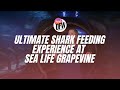 Ultimate Shark Feeding Experience Now Available at SEA LIFE Grapevine
