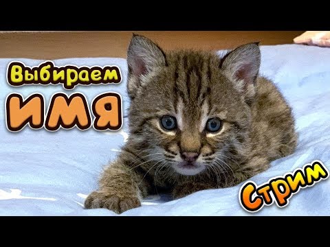 Выбираем имя рысенку! (1 часть) - Выбираем имя рысенку! (1 часть)