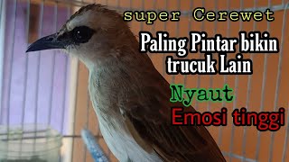 Download Lagu suara pancingan trucuk super Cerewet ini paling pintar bikin trucuk lain auto gacor Emosi tinggi MP3