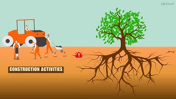 Protecting Urban Trees