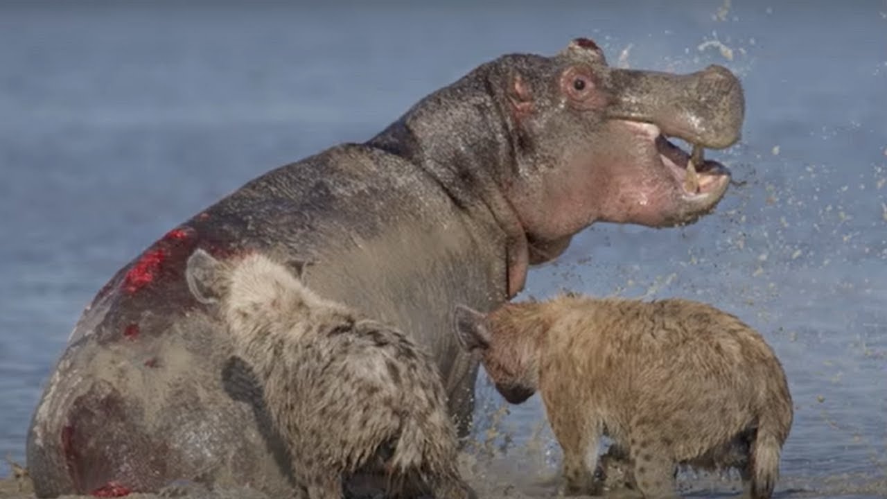 Top 5 Brutal Hippo Eaten Alive Moments by Predators
