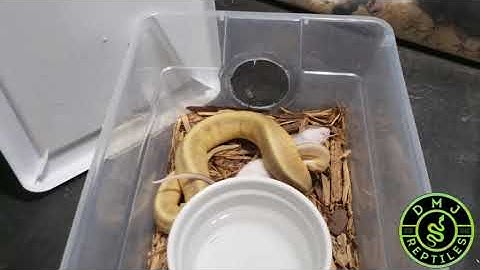 Offering Ball Python Hatchlings FK Food for 1st time  WARNING GRAPHIC CONTENT!!!!