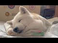 たくさんの愛に包まれて幸せなお盆休みを過ごす愛犬と0歳児