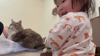 パパが起きるのを待っていたら子供に絡まれた猫　ノルウェージャンフォレストキャットA cat waiting to wake up. Norwegian Forest Cat.