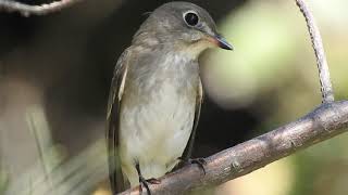 1090922大園秋過境冬候鳥寬嘴鶲 (Muscicapa dauurica)