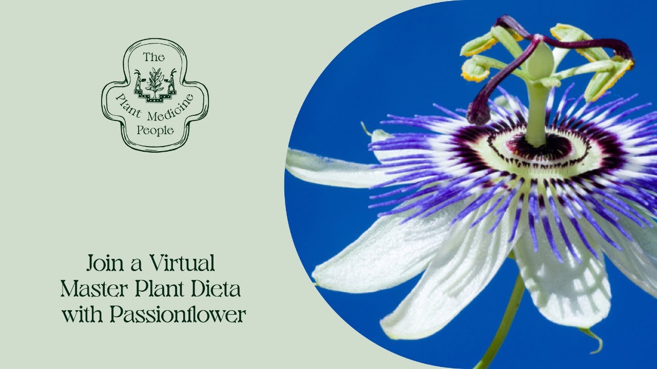 Join A Virtual Master Plant Dieta With Passionflower YouTube join-a-virtual-master-plant-dieta-with-passionflower-youtube