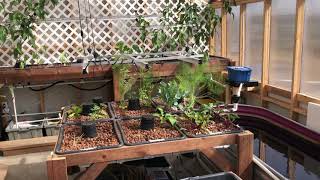How my aquaponic systems are designed