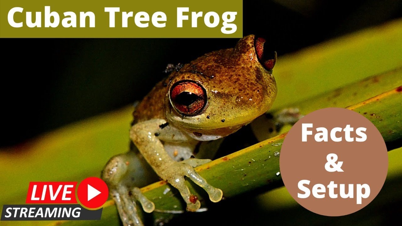 Cuban Tree Frog Facts & Setup YouTube