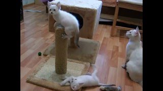 Как тайские котята и их мама играют! Смотреть всем! Тайские кошки - это чудо! Funny Cats Как тайские котята и их мама играют! Смотреть всем! Тайские кошки - это чудо! Funny Cats