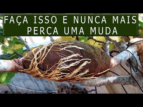 Como fazer mudas