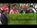 CÂY THUỐC DAO ĐỎ SA PA LÀO CAI - Medicinal plants of Red Dao people in Sa Pa, Lao Cai