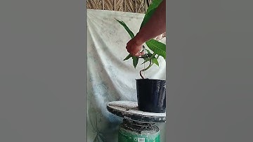 uốn dáng quái cho em xoài cát chu