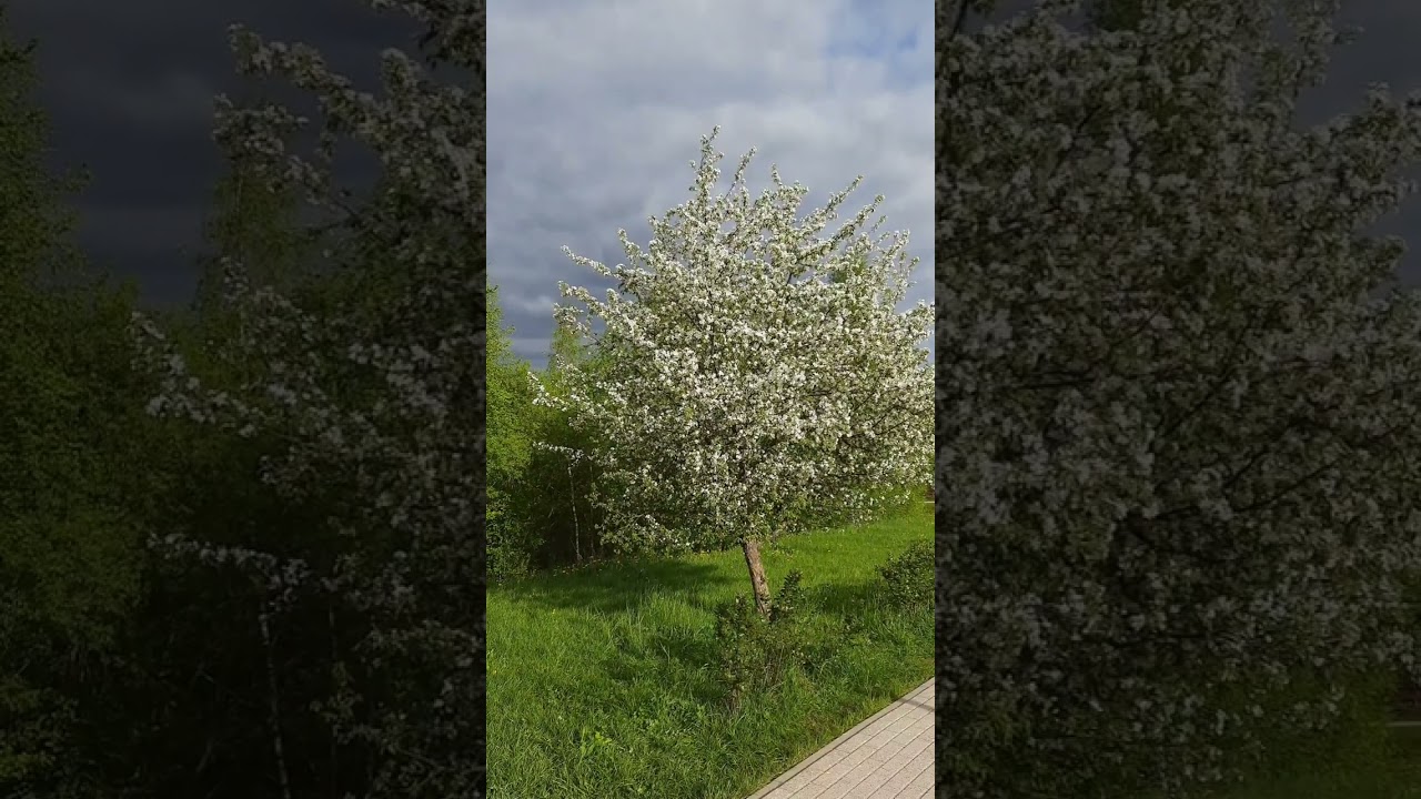 🌿🧝‍♀️🌸(4)