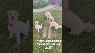 Lo más valioso que tengo 🐶💛 #Buenavidaroute #PerrosDeCasa  #DogLovers #VidaSimple #shortsviral