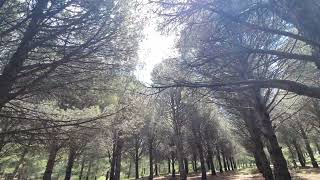 Hanlar Çam Ormanı, Manzarası, Yeşilliği Ve Çam Ağaçları Arasında Yürümek.