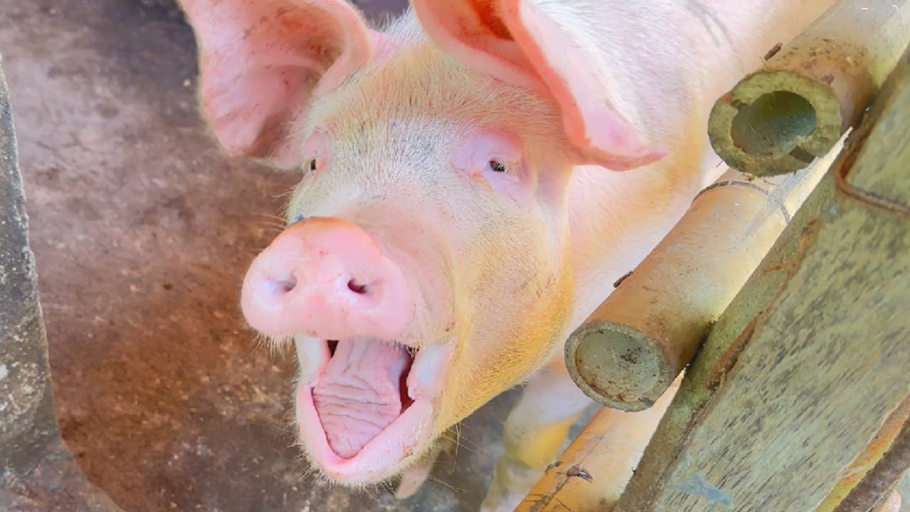 The First 2 Province Piggies go to Market
