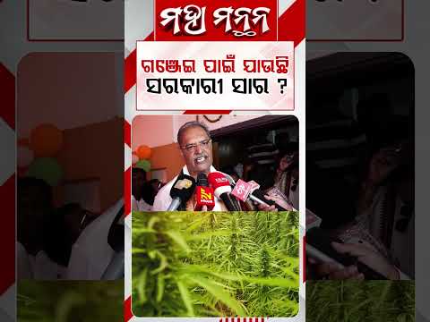 ଗଞ୍ଜେଇ ପାଇଁ ଯାଉଛି ସରକାରୀ ସାର ?Maha Mamanthana | Argus Reels |Ganja Cultivation | FertilizerDiversion