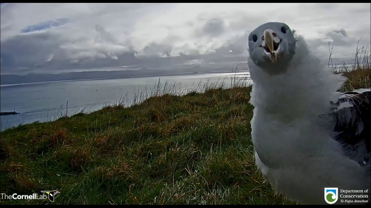 Royal Cam Albatross ~ Incredible Wingercising &  Big Hops In The Rain! Photobombing The Cam 8.13.20