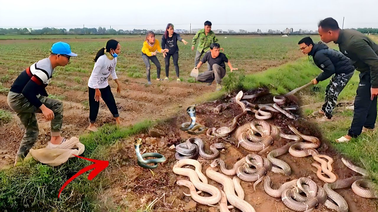 5 Brave Experts Catch 100 Giant Cobra With Their Hands