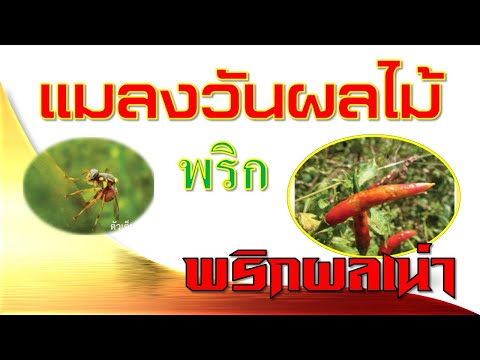 แมลงวันผลไม้(solanum fruit fly)พริก(กำจัดอย่างไร)