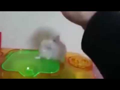 كرامته نقحت عليه
