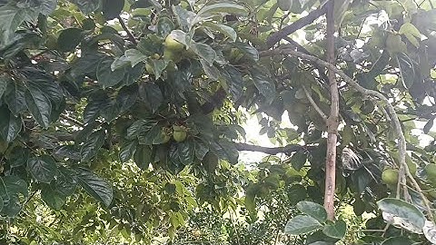 Thăm Quan Vườn Hồng Sai Trĩu Quả Sắp Được thu Hoạch Tại Biển Động Lục Ngạn Bắc Giang SƠN HOÀNG TV