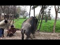 First Time Buffalo Breeding Fast wow 😱😱😱😱😱😱