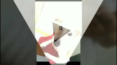 Clinica e patas - clinica veterinária