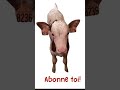 Je vous présente les vaches #7