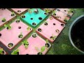 Usia 20 hari