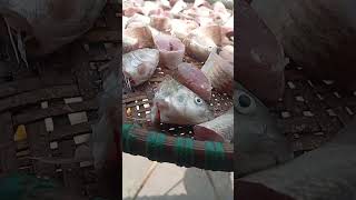 drying fish in the sun 🌞 #foryou #foryoupage #localfood #drying fish#youtubeshorts #shortvideo