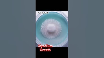 Mycelium Growth Study #mycelium #growth #study #fungi #fungus