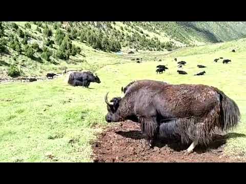 Yak of Tibet.