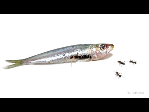 Ants vs Sardine
