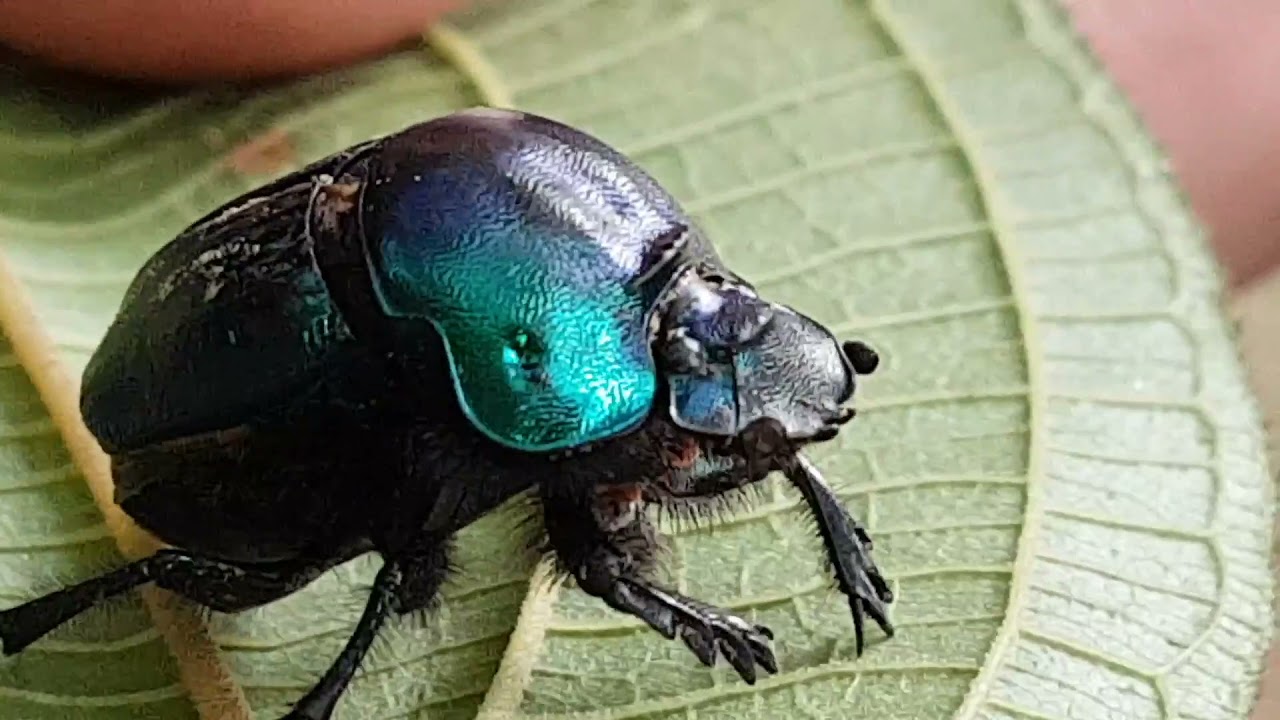 Coprophanaeus saphirinus (dung beetle)