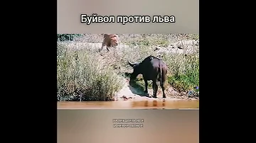 Буйвол против льва