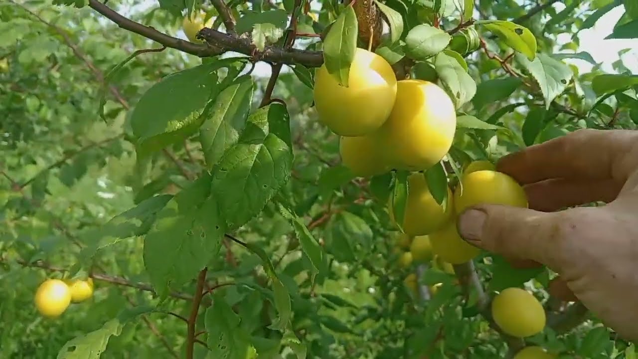 Обзор сорта крупноплодной желтой алычи Ренклод Колхозный