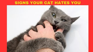 10 Signs Your Cat HATES You