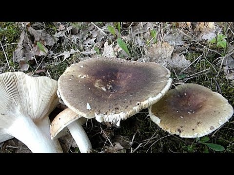 Video: Kako Kuhati Gljive Russula