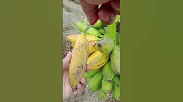 Por qual nome você conhece essa banana?
