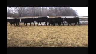 Replacement heifer video
