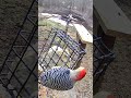 Red Bellied  Woodpecker #birds #woodpecker #woodpeckerbird