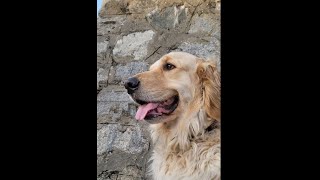 @GoldenRetrieverCream 산책 코스 by  Golden RetrieverCream 145 views 1 month ago 11 minutes, 43 seconds