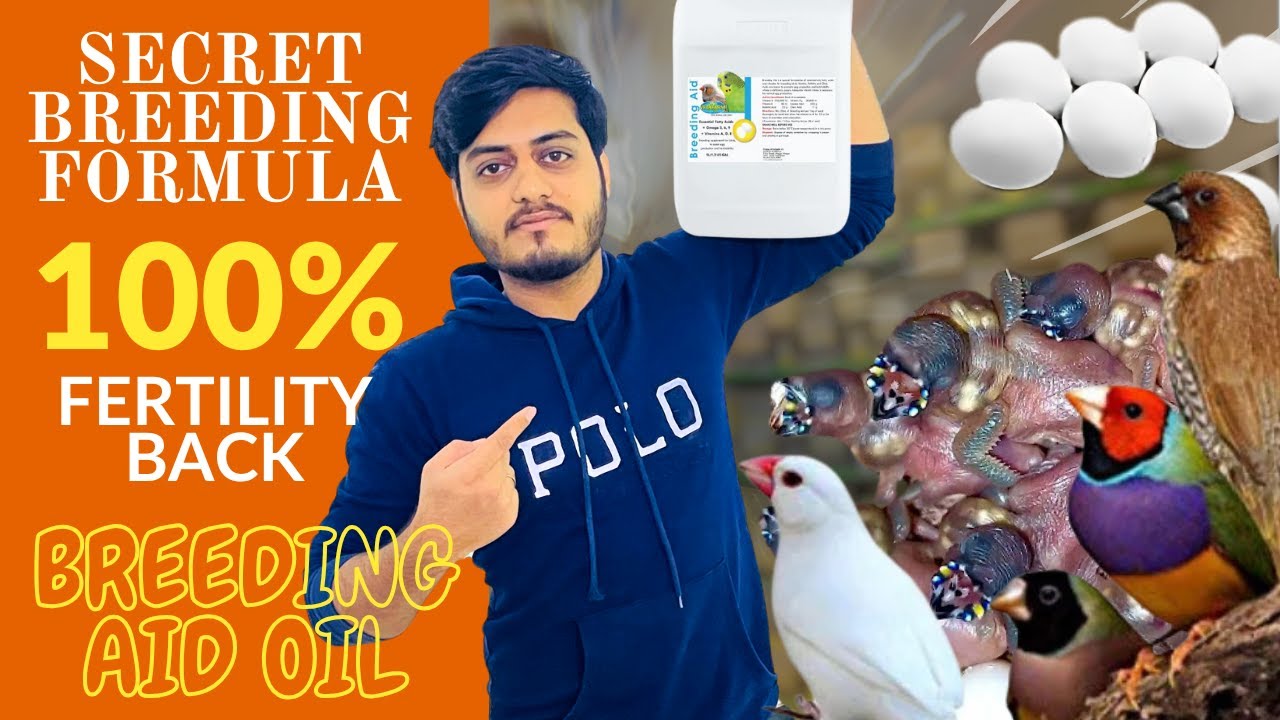 Breeding Aid Oil || 100 Fertility Back - Secret Breeding Formula For Your Birds ?