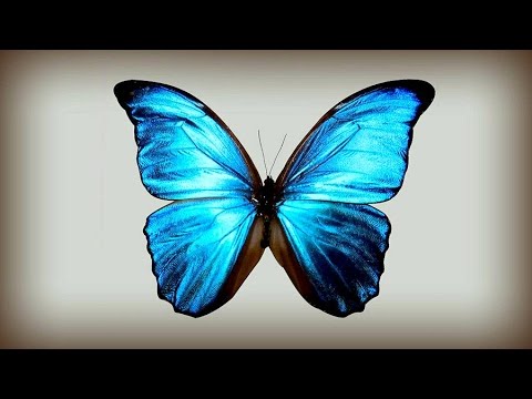 "Der kleine, blaue Schmetterling und der weinende Riese 