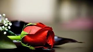 لغه الزهور محمد فوزي🌹🌷🥀☘️🌱🌺🌸🌼🌿