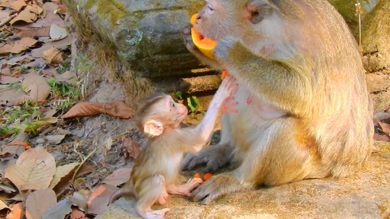 Cute baby monkey, Hungry Baby Monkey Boris Asks Mom to Share Fruit – Sweet Feeding Moment