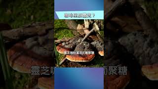 「靈芝咖啡」調節焦慮？！